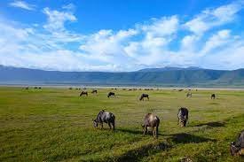 Ngorongoro Crater Safari | 3 Days of Adventure